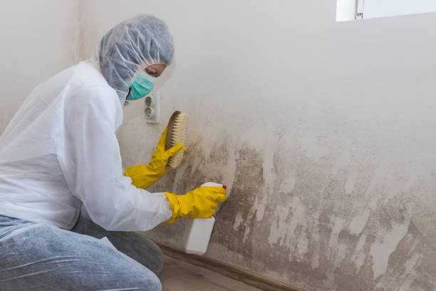 Best Certified Mold Removal  in Lake City, PA