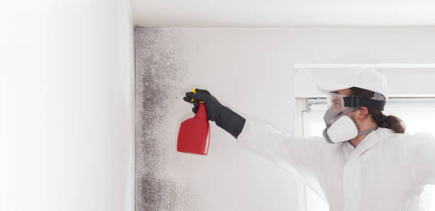 Professional Mold Removal in Lake City, PA