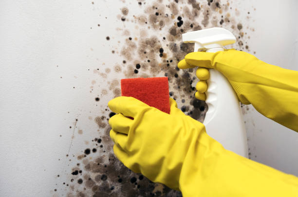 Best Office Mold Removal Services  in Lake City, PA