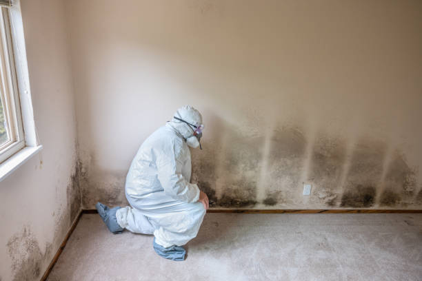 Best Mold Damage Repair  in Lake City, PA