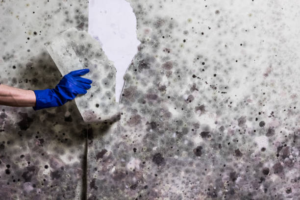 Best Professional Mold Removal  in Lake City, PA